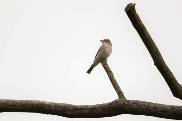 Close Flycatcher Manchado Galho Árvore Contra Fundo Céu Branco — Fotografia de Stock