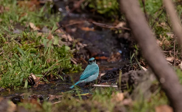 Pássaro Azul Caminhando Durante Dia — Fotografia de Stock