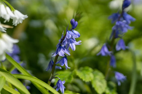 Eine Nahaufnahme Von Glockenblumen Die Frühling Einem Garten Wachsen — Stockfoto