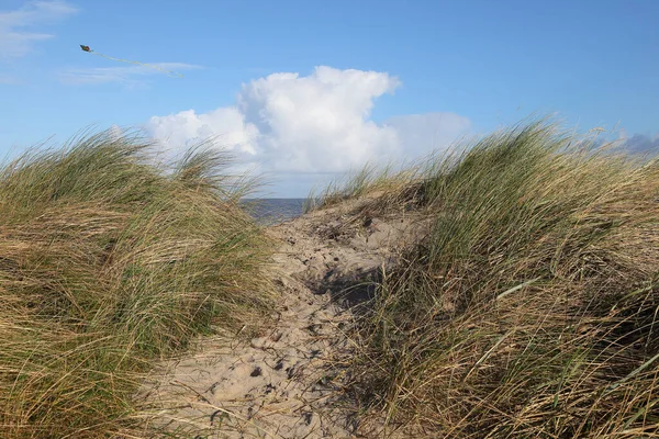 Eine Nahaufnahme Des Wind Schwankenden Grases Küstennähe — Stockfoto