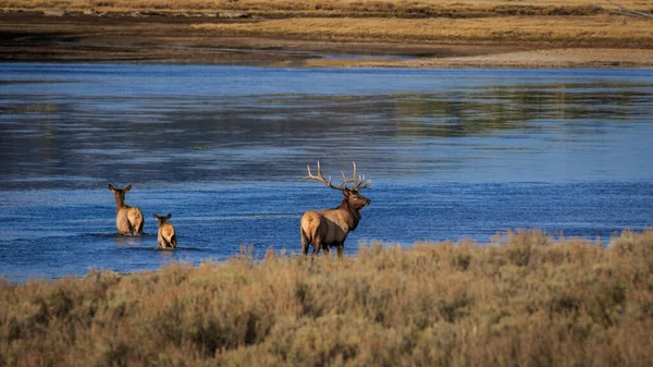 Distant View Elks Crossing Yellowstone River Yellowstone National Park Montana — Stock Photo, Image