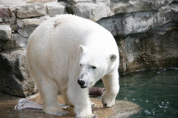 Een Ijsbeer Steen Het Water Dierentuin — Stockfoto