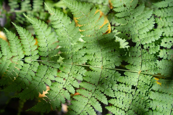 Top View Growing Fern Plant — Stock Photo, Image