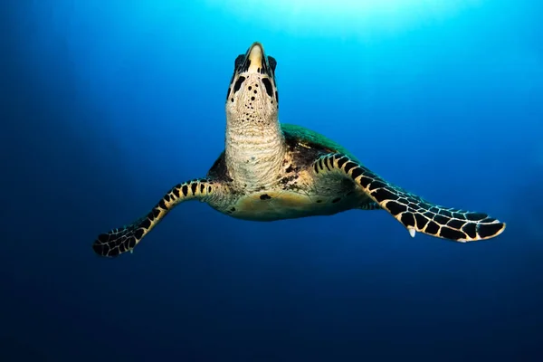 澳大利亚昆士兰州大堡礁 一只绿海龟在蓝色的海里游泳的美丽镜头 — 图库照片