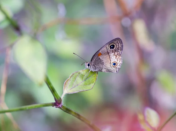 Shallow Focus Shot Calisto Butterfly Perched Green Plant Leaf Garden — Stock Photo, Image