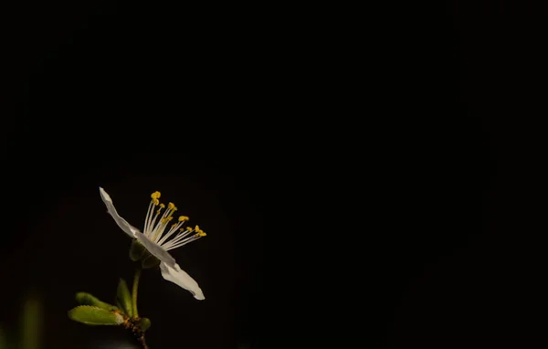 Una Foto Lateral Una Delicada Flor Asparagaceae Con Fondo Negro — Foto de Stock