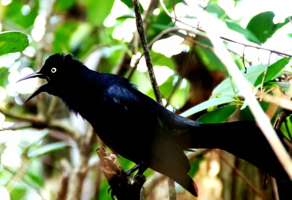 Primer Plano Del Grackle Cola Grande Posado Una Rama Árbol —  Fotos de Stock