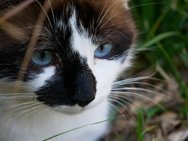 Szép Kép Egy Aranyos Kis Macskáról Barna Fehér Fejjel — Stock Fotó