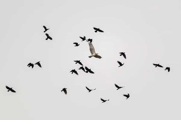 Низкоугольный Снимок Летающей Группы Короткопалых Змеиных Орлов Circaetus Gallicus Черных — стоковое фото
