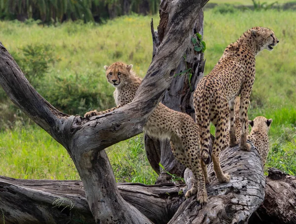 Coalition Cheetahs Tree Looking Prey Serengeti National Park Tanzania — Stock Photo, Image