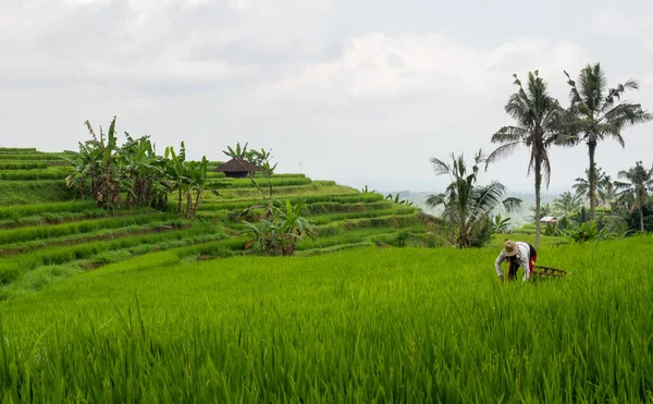 Uma Pessoa Trabalhando Campo Com Terraços Arroz Palmeiras Fundo Ubud — Fotografia de Stock