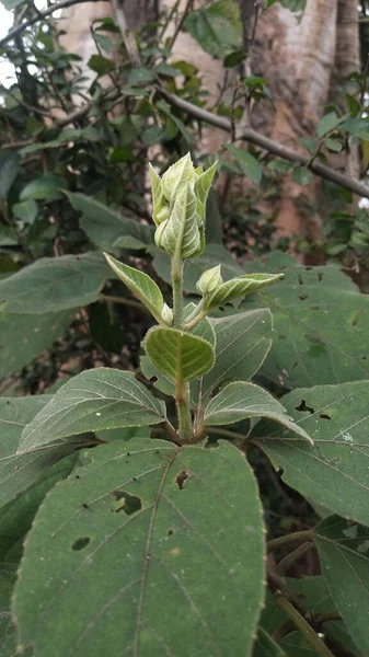 Clerodendrum Infortunatum Çiçek Tomurcuğu Hazırlanıyor Clerodendrum Infortunatum Bhat Veya Hill — Stok fotoğraf