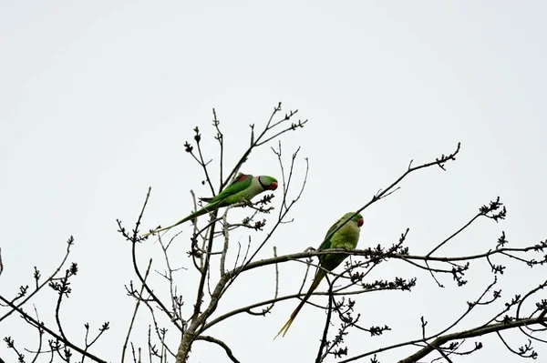 一束美丽的玫瑰环抱的鹦鹉栖息在一棵树上 — 图库照片