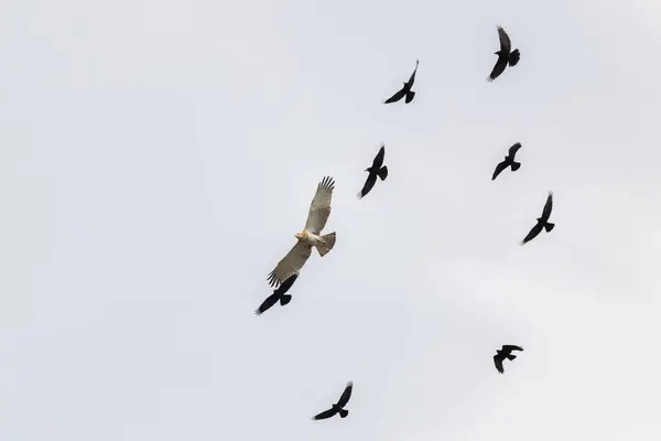 Ângulo Baixo Pássaros Voadores Céu Branco Claro — Fotografia de Stock