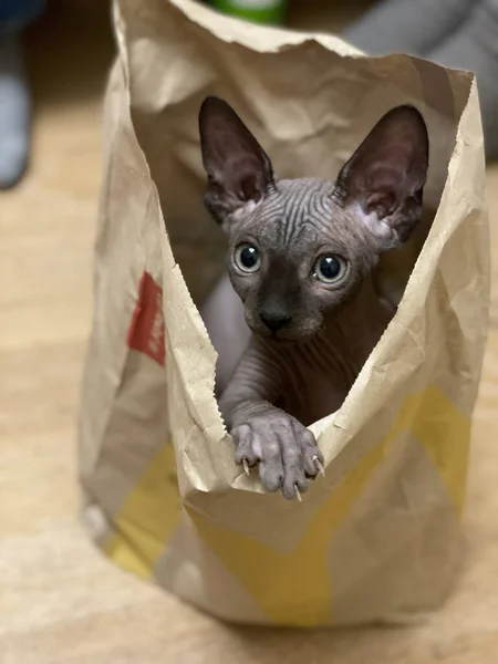 Die Sphynx Katze Der Tasche Sommerwochenende Lettland Kekava — Stockfoto