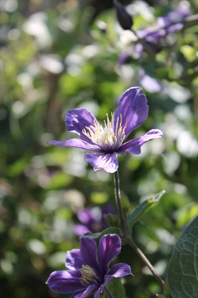 Selektywne Ujęcie Ostrości Purpurowych Kwiatów Powojnika — Zdjęcie stockowe