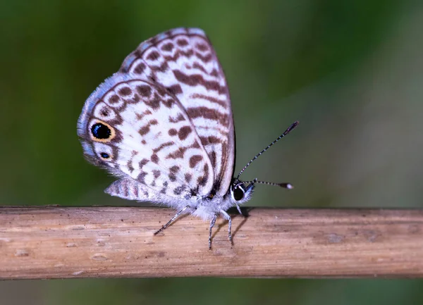 枝に発見された茶色の白い蝶のクローズアップショット — ストック写真