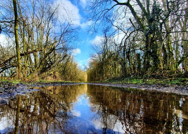 Uma Pequena Lagoa Reflexiva Floresta Com Árvores Sem Folhas — Fotografia de Stock