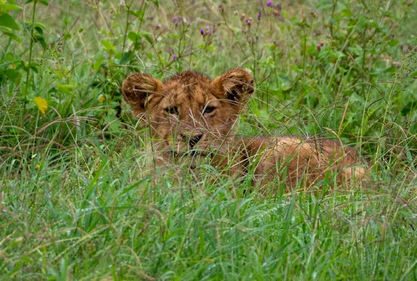 Cachorro León Observando Desde Hierba Alta Parque Nacional Del Serengeti — Foto de Stock