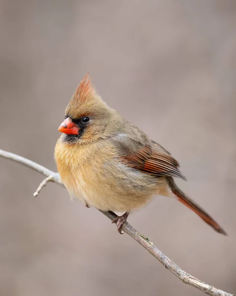 Male Northern Cardinal Cardinalis Cardinalis Perched Branch Clean Background — 스톡 사진