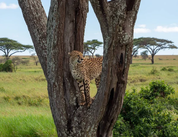 Bir Çita Ağaçta Duruyor Tanzanya Daki Serengeti Ulusal Parkı Nda — Stok fotoğraf
