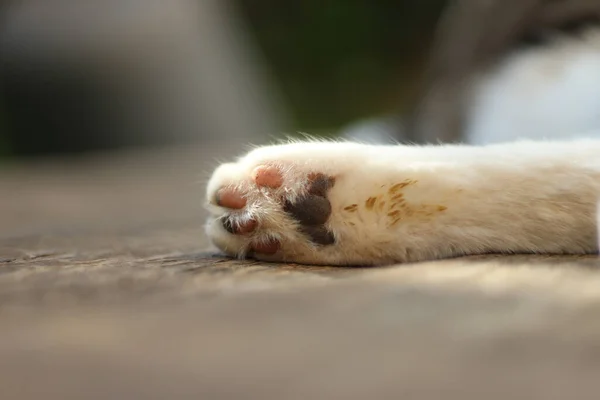 Eine Nahaufnahme Der Hinterpfote Der Weißen Katze Die Auf Einem — Stockfoto