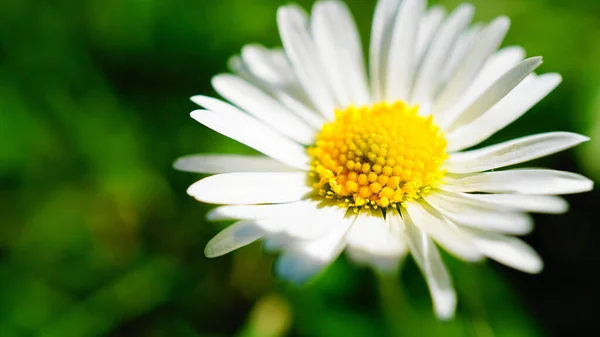 Ένα Επιλεκτικό Πλάνο Εστίασης Ενός Λευκού Λουλουδιού Μαργαρίτας — Φωτογραφία Αρχείου
