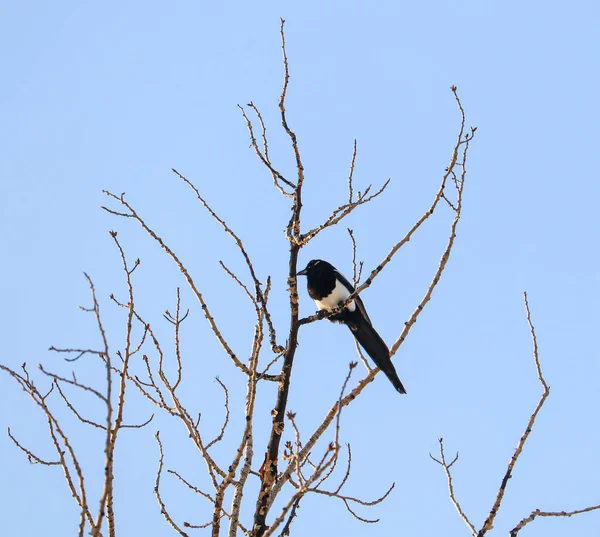 Een Dichtbij Shot Van Een Ekster Vogel Zittend Aan Top — Stockfoto