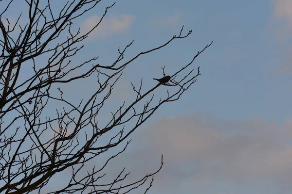 Mavi Bulutlu Gökyüzüne Karşı Bir Ağaç Dalına Tünemiş Bir Kuş — Stok fotoğraf