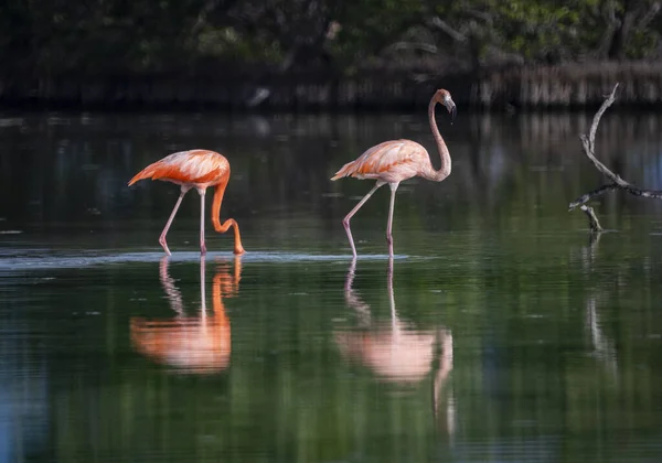 Eine Schöne Aufnahme Amerikanischer Flamingos Spiegelnden See Mit Bäumen Hintergrund — Stockfoto
