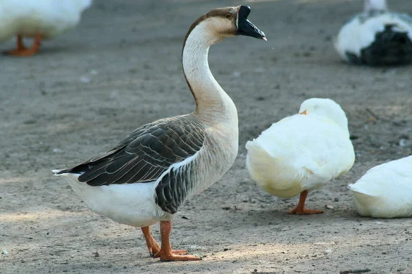 Primer Plano Hermoso Ganso Pie Junto Blanco Patos — Foto de Stock