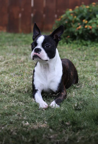 A closeup shot of a cute Boston Terrier dog laying on the grass looking with sad face