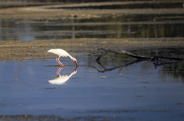Una Hermosa Toma Pájaro Blanco Ibis Bebiendo Agua Reflejante Día — Foto de Stock