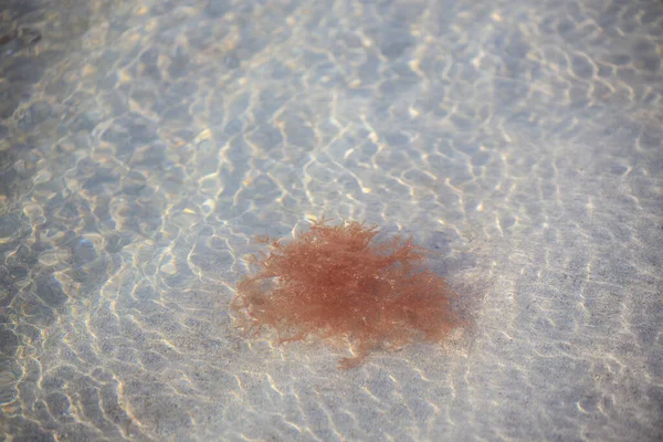 A closeup of the red algae in the clean ocean