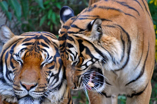 Deux Tigres Bengale Passent Temps Dans Cage Zoo — Photo