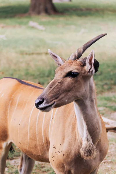 Antilope Kigger Det Fjerne - Stock-foto