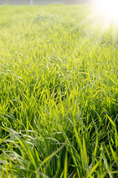 草の成長に落ちる太陽光線の垂直ショット — ストック写真