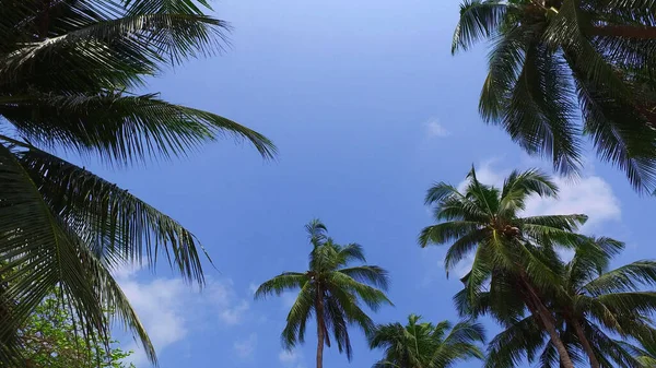 Niski Kąt Strzał Tropikalnych Palm Przeciw Błękitnemu Niebu Malediwach — Zdjęcie stockowe