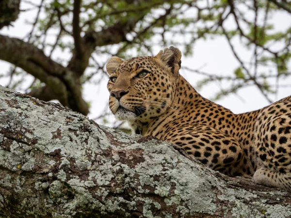 Egy Leopárd Portréja Egy Hatalmas Ágon Fekszik Serengeti Nemzeti Parkban — Stock Fotó