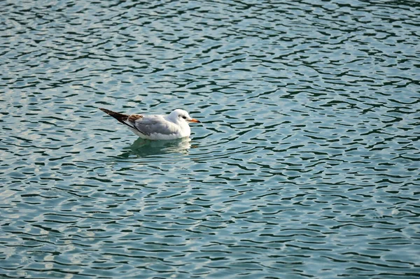 一只海鸥在水面上游泳 — 图库照片