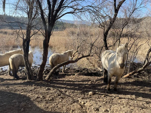 Фото Белых Лошадей Camargue Заповеднике Sebes Flix Реки Эбро Каталонии — стоковое фото