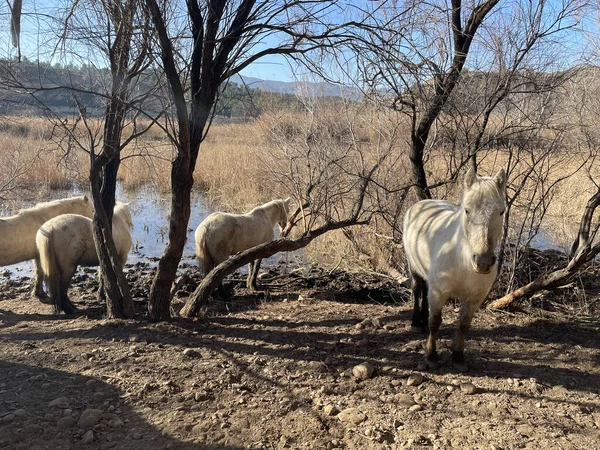 セベス自然保護区の白いカマルグ馬の写真 スペイン カタルーニャ州のエブロ川 — ストック写真