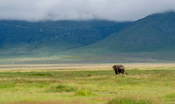 坦桑尼亚塞伦盖蒂国家公园绿地上的一头非洲成年大象 — 图库照片