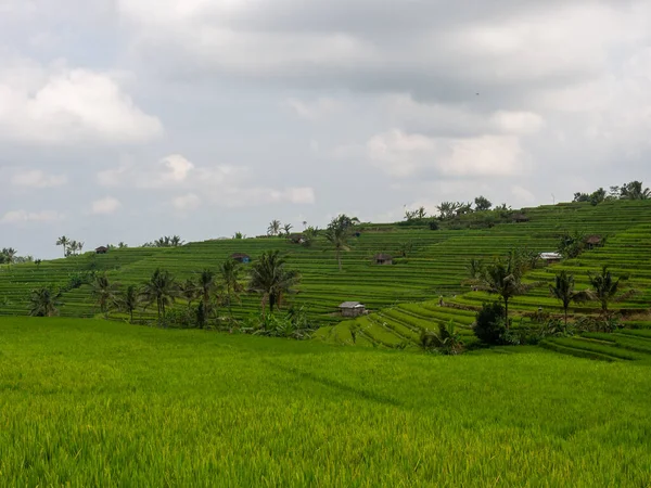 Uma Bela Paisagem Tropical Com Terraços Arroz Palmeiras Prados Verdes — Fotografia de Stock