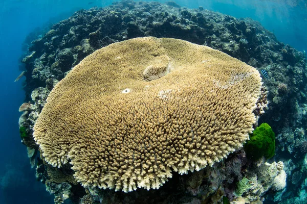 Знімок Величезного Корала Акропори Живе Великому Бар Єрному Рифі Кернс — стокове фото