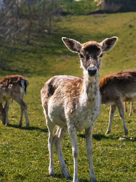 Ein Schöner Blick Auf Rehkitze Die Auf Einem Feld Grasen — Stockfoto