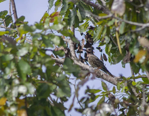 Primer Plano Colaptes Encaramado Una Rama Árbol —  Fotos de Stock