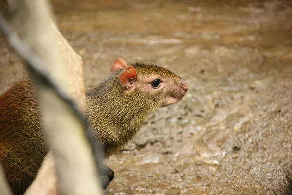 Close Agouti Bonito Andando Chão Lamacento — Fotografia de Stock