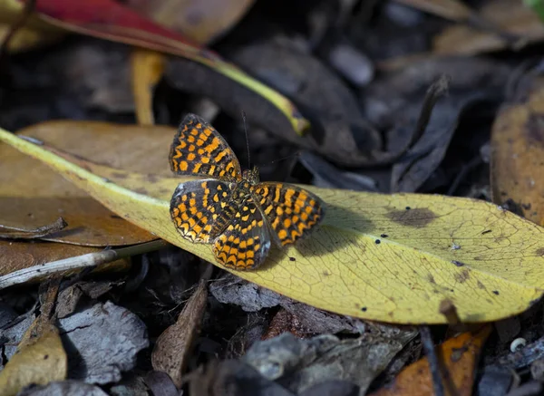 Närbild Riodinidae Fjäril Bosatte Sig Ett Trädblad — Stockfoto