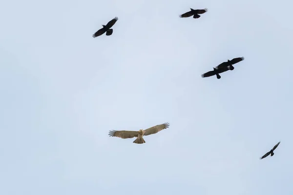 Kısa Burunlu Uçan Yılan Kartalı Circaetus Gallicus Siyah Kartalların Alçak — Stok fotoğraf